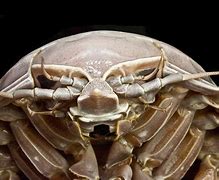 Image result for Salt Water Isopod