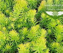 Image result for Sedum Winter Lemon