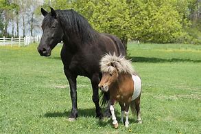 Image result for Pony vs Horse