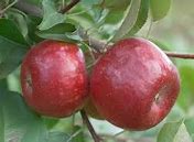 Image result for Connell Red Apple Tree