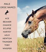 Image result for Adorable Horse Names