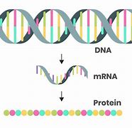Image result for mRNA Cartoon
