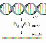 Image result for mRNA Processing Diagram