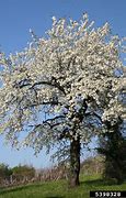 Image result for Prunus avium Reuzenkers