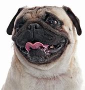 Image result for Happy Face Pug