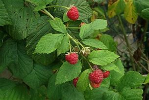 Image result for Rubus idaeus Heritage