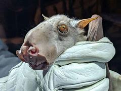 Image result for Realistic Bat Head