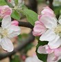 Image result for Jonathan Apple Identification