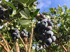 Image result for Blueberry Tree