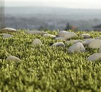 Image result for Green Grass with White Pebbles Texture