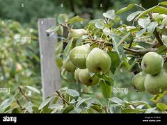 Image result for Pyrus communis Joséphine de Malines