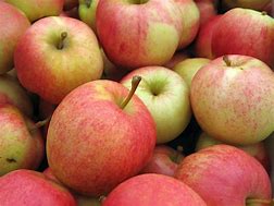 Image result for Autumn Gala Apple