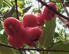 Image result for Alden Rose Apple Tree