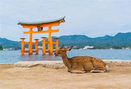 Image result for Miyajima Island Deer