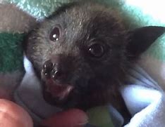 Image result for Cute Baby Bats