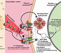 Image result for Cutaneous Human Papillomavirus Infections