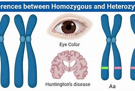 Image result for Homozygous and Heterozygous Alleles