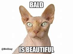 Image result for Picture of Bald Cat Meme