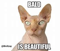 Image result for Funny Sphynx Cat Memes