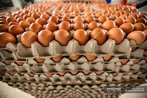 Image result for cartons of egg