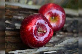 Image result for Death by Apple Seeds