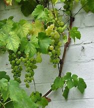 Image result for Vitis Vroege van der Laan