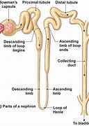 Image result for Renal Tubule Cells