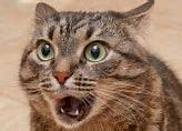Image result for Funny Cat Background 1920X1080