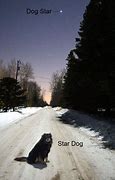 Image result for Dog Looking at Stars