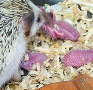 Image result for Pregnant Hedgehog