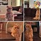 Image result for Funny Relatable Cat Memes