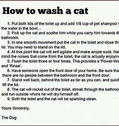 Image result for How to Wash Cat Meme