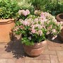 Image result for Rhododendron micranthum Bloombux Magenta