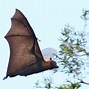 Image result for Flying Fox Replica