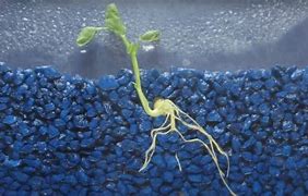 Image result for Root Growth