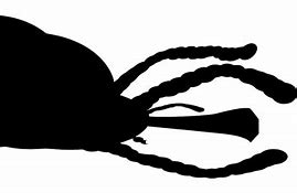 Image result for Kraken SVG Free
