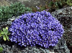 Image result for Edraianthus pumilio