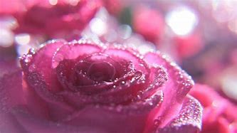 Image result for pink glitter rose wallpapers