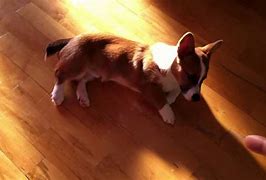 Image result for Puppy Playing Dead