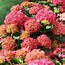 Image result for Hydrangea macrophylla Masja