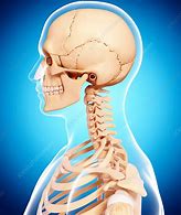 Image result for Skeleton Profile