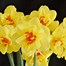 Bildergebnis für Narcissus Ascot