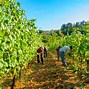 Image result for Tenuta Calcinaie Vernaccia di San Gimignano