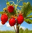 Image result for 10 Most Beautiful Fruit Trees