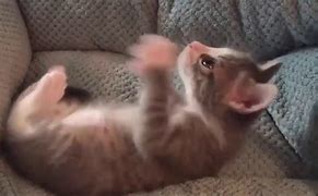 Image result for Cat Playing Dead