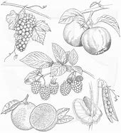 Image result for Pencil Drawings of Fruits and Vegetables