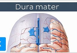 Image result for Endosteal Layer of Dura Mater