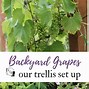 Image result for Home Grape Vine Trellis