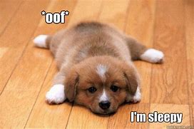 Image result for Funny Tired Dog Meme
