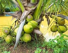 Image result for Dwarf Coconut Tree Fruit